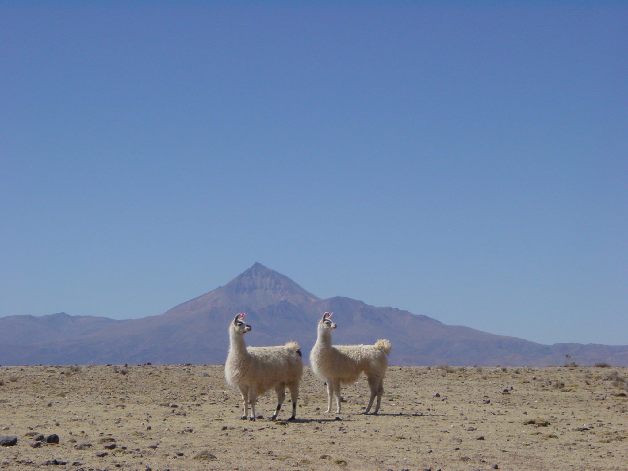 B_ATOCHA_UYUNI_LAMACHOROLQU